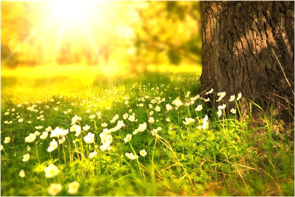 夢見豬用斧子砍我是什麼徵兆_周公解夢官網