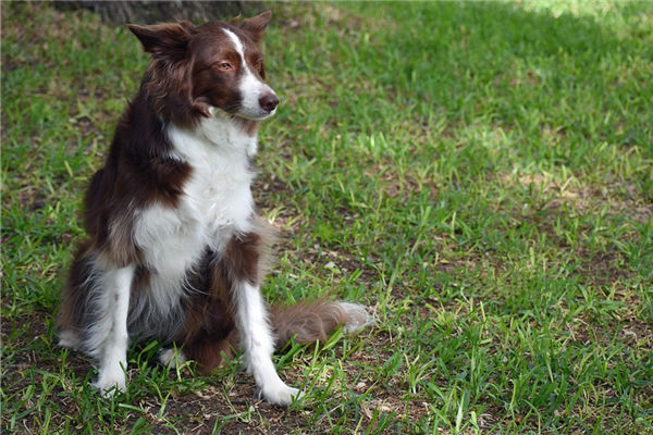 屬狗的女人性格姻緣_十二生肖