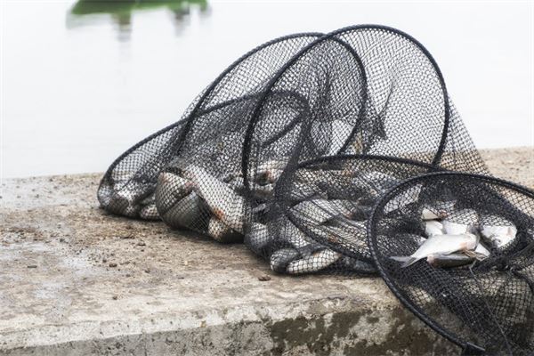 夢見河裡抓魚_周公解夢