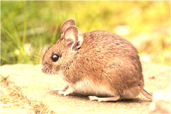 夢到了女兒穿一身黃色的衣服會怎么樣_周公解夢官網