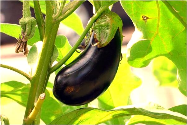 夢到綠地紅花代表著什麼？_周公解夢官網