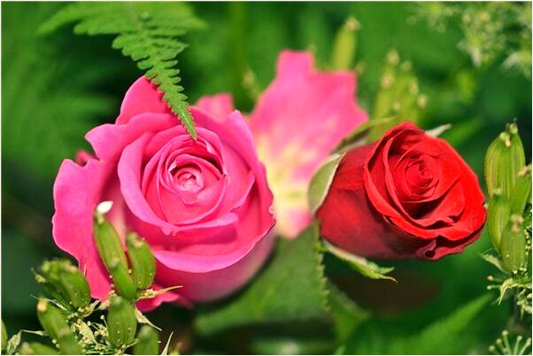 夢到了被狗咬了腿什麼預兆_周公解夢官網