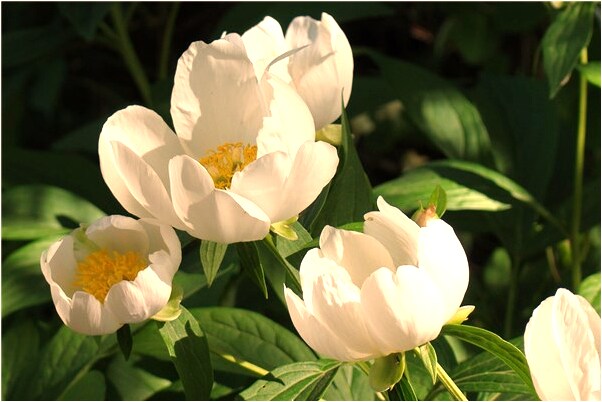 夢到了拿著種子有什麼預示嗎_周公解夢官網