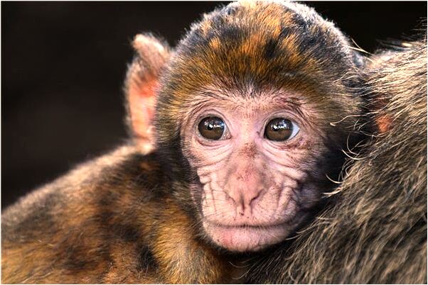 夢到大樓著火倒塌什麼預兆_周公解夢官網