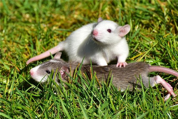 2020年老鼠犯幾月_十二生肖