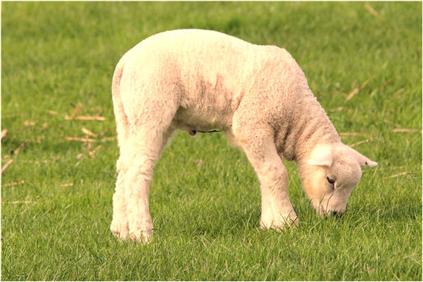 夢到家人肚子劃開是好是壞_周公解夢官網