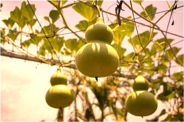 夢見三隻小雞崽是好的徵兆嗎_周公解夢官網