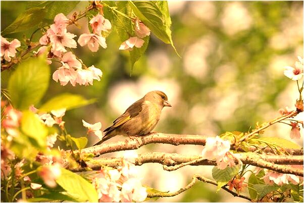夢見窗戶上有蒼蠅動手打死會是什麼預兆_周公解夢官網