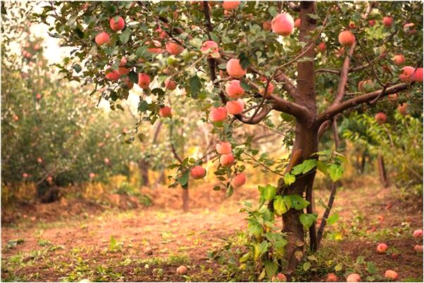 夢到了蛇咬孩子是啥意思_周公解夢官網