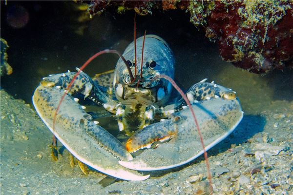 夢到自己在水中抓龍蝦_周公解夢