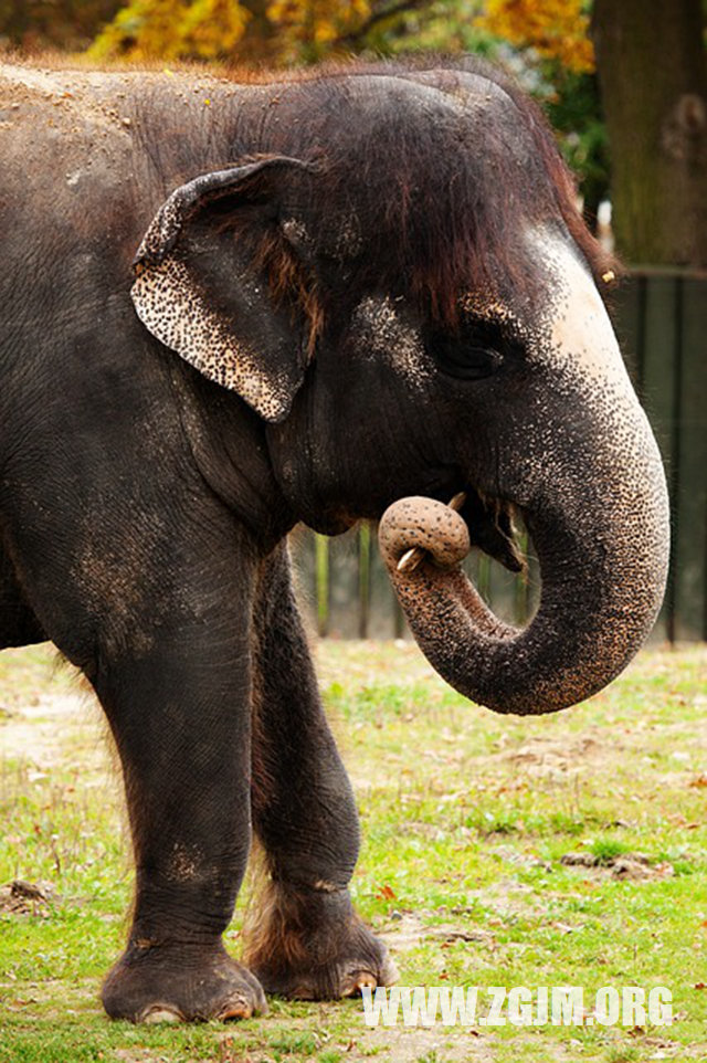 夢見朋友讓我還錢_周公解夢夢到朋友讓我還錢是什麼意思_做夢夢見朋友讓我還錢好不好_周公解夢官網