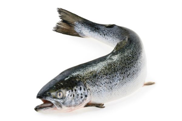 夢見泥鰍魚代表什麼_周公解夢