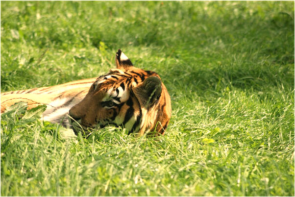 夢見校長自己進去沒有理是怎么回事_周公解夢官網