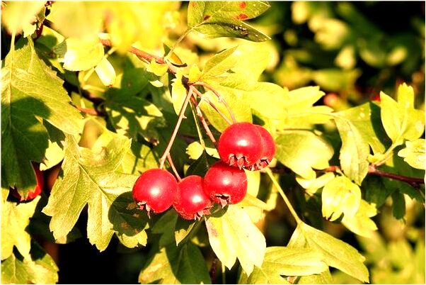 夢見陌生人吃飯有什麼說法_周公解夢官網