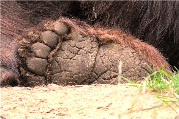 夢見貓在我床上睡覺代表著什麼？_周公解夢官網