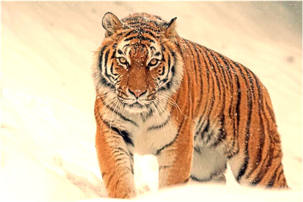 夢到揀不完的雞蛋是凶兆還是吉兆_周公解夢官網