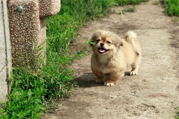 夢見狗崽子是什麼意思_周公解夢