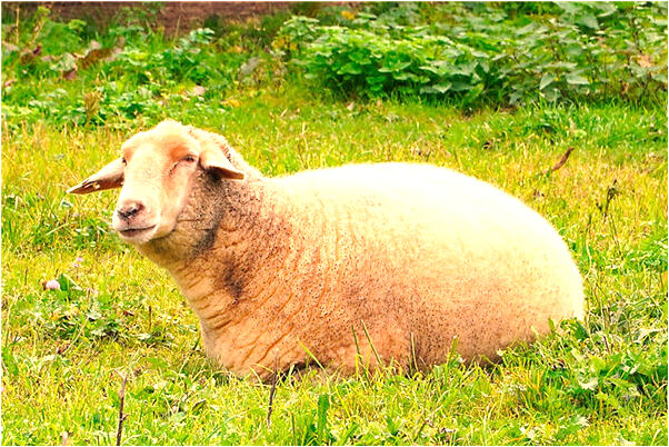 夢到把別人的頭皮給扒掉了是什麼徵兆_周公解夢官網