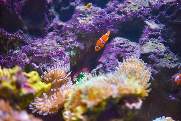 夢見小_周公解夢