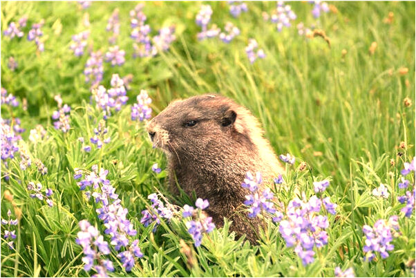 夢到桔子園但沒怎么接桔子什麼預兆_周公解夢官網