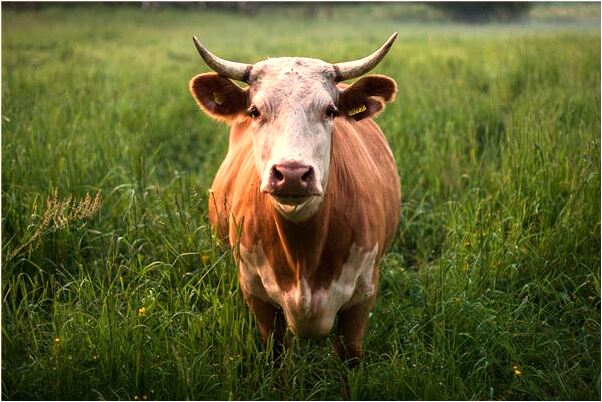 夢到坐在床上看窗戶是好是壞_周公解夢官網