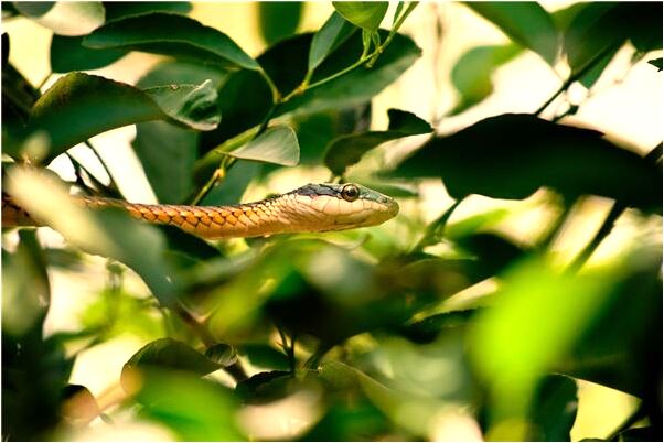 夢到自己變成一字眉有何寓意_周公解夢官網