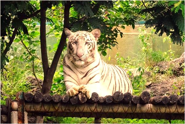 夢到了綠綠的玉米泥濘的路啥意思_周公解夢官網