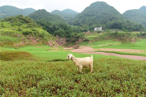 十二生肖哪個最行善積德_十二生肖