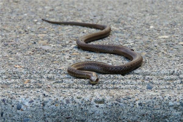 蛇五行屬什麼_十二生肖