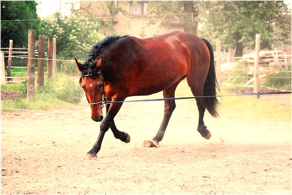 夢見樹到了是凶兆還是吉兆_周公解夢官網