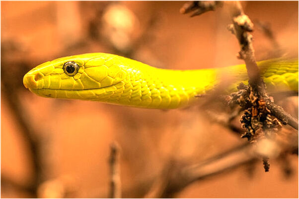 夢見被流氓脫鞋怎么樣_周公解夢官網