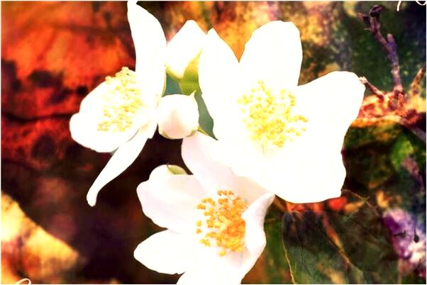 夢到了乘兄弟車送兒子去勞教預示什麼_周公解夢官網