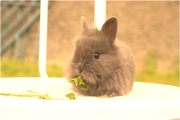 夢見手上長猴子意味什麼_周公解夢官網