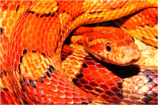 夢見蛇追我要咬我會是什麼預兆_周公解夢官網