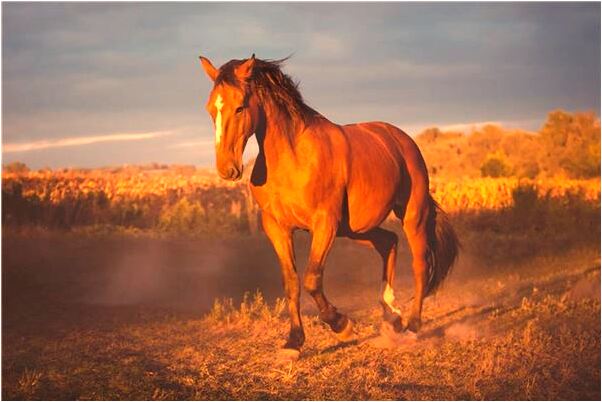 夢到別人家水管漏水是啥預兆_周公解夢官網
