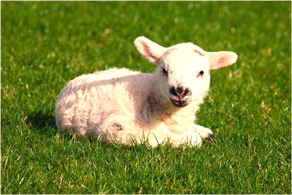 夢到家裡窮得沒米下鍋預示什麼_周公解夢官網