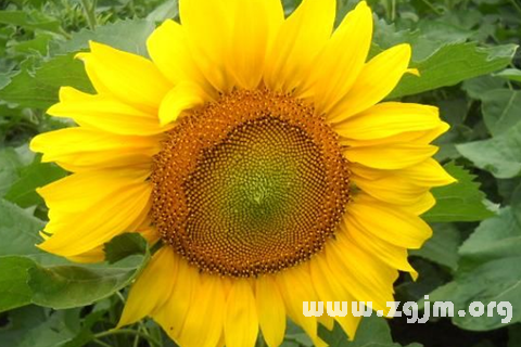 Dream of the sunflower blossom