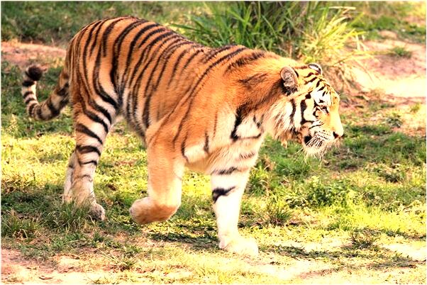 夢到很多小青蛇和小魚預示了什麼_周公解夢官網