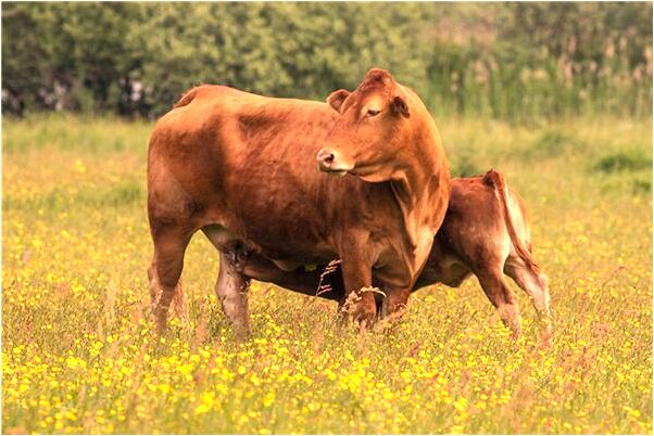 夢見吃青辣椒是什麼徵兆_周公解夢官網