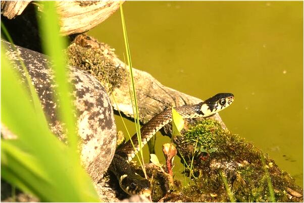 夢到男人大蟒蛇纏身代表什麼_周公解夢官網