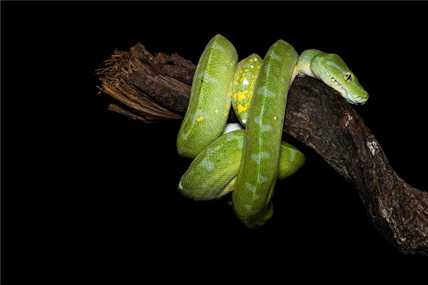 屬蛇的行大運年份_十二生肖