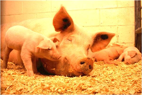 夢見被責怪預示什麼_周公解夢官網