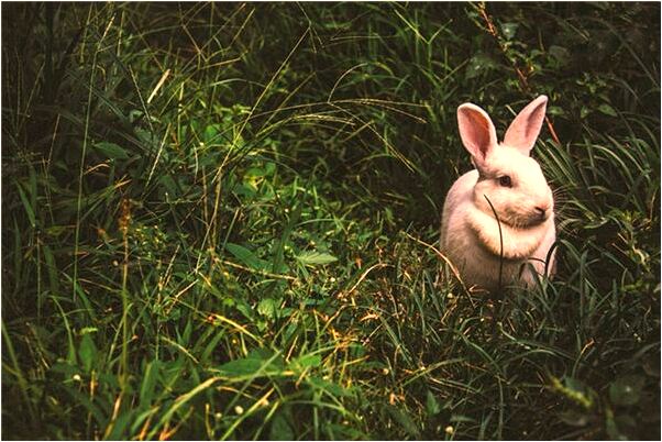 夢見朋友手被砍斷好不好_周公解夢官網