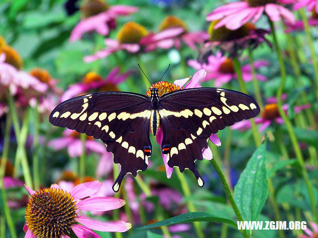 夢見要結婚_周公解夢夢到要結婚是什麼意思_做夢夢見要結婚好不好_周公解夢官網