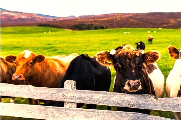 夢到老公和好朋友生孩子的預兆_周公解夢官網