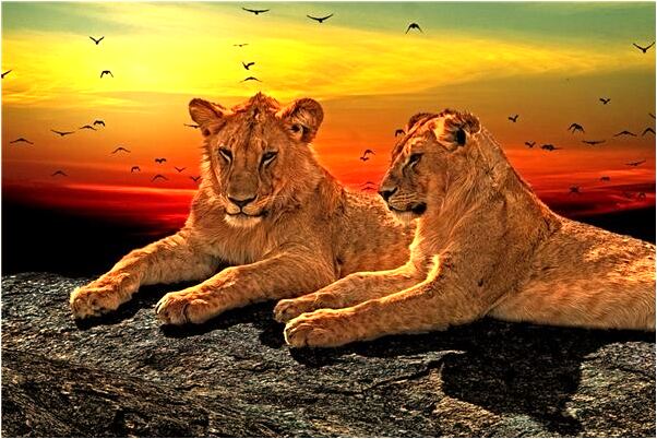 夢見摘青黃瓜有什麼寓意嗎_周公解夢官網