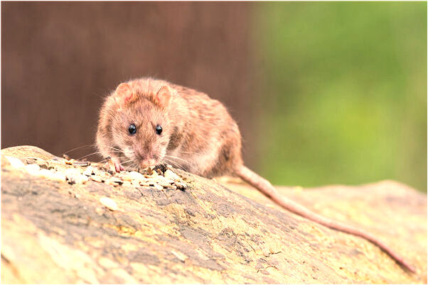 夢到了被兩隻狗追下懸崖是怎么回事_周公解夢官網