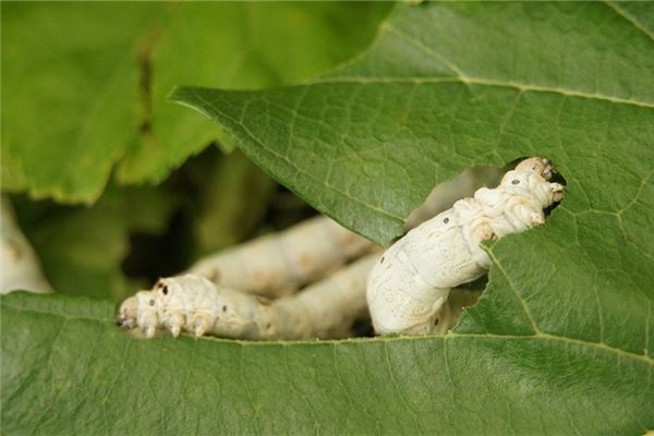 女人夢見白蠶_周公解夢