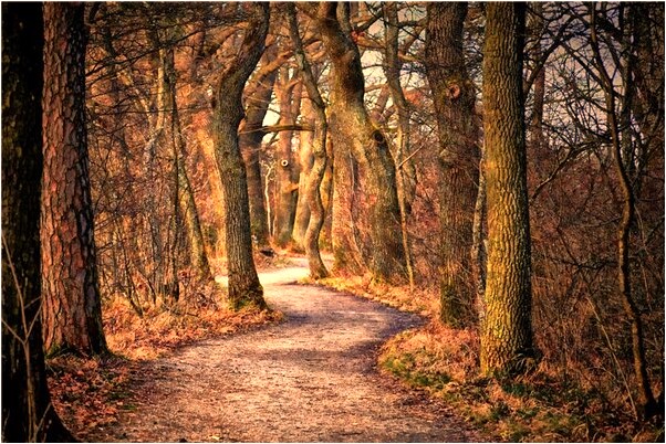 夢到豬跑出來了是什麼意思_周公解夢官網