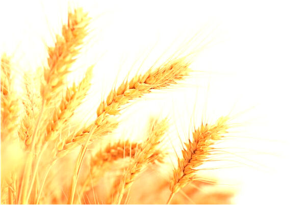 夢到了小弟弟被割掉預兆了什麼嗎_周公解夢官網